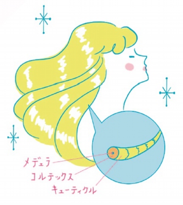 髪の毛の構造